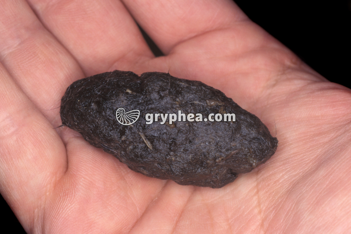 Pelote de réjection d'une chouette Effraie (Tyto alba) - gryphea.com